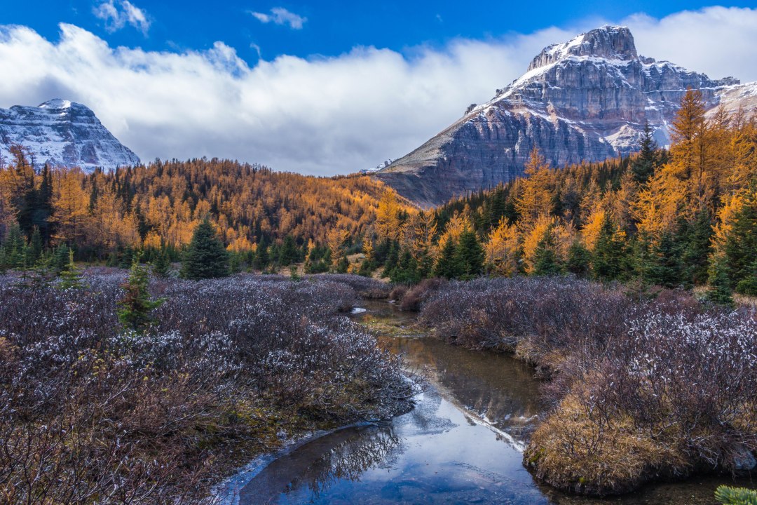 Larch Valley – Fall Colours in Banff
